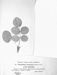 Phragmidium mucronatum image